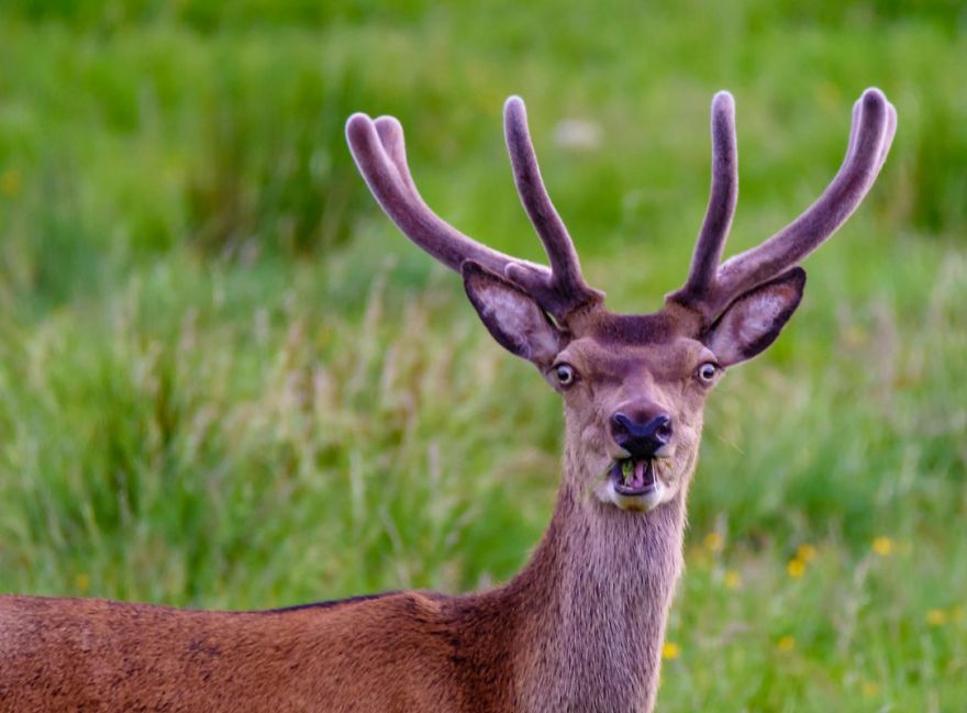 工讀生快粗乃!30張「搞笑野生動物攝影獎」爆笑得獎照 北極熊做瑜珈太可愛啦❤% 照片 工讀生快粗乃!30張「搞笑野生動物攝影獎」爆笑得獎照 北極熊做瑜珈太可愛啦❤