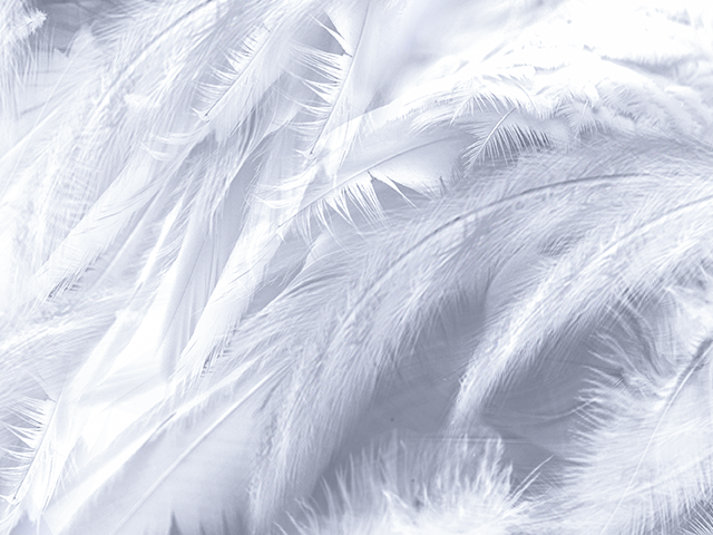 羽絨產品保養小知識| 美國EverSoft & 杜邦寢具