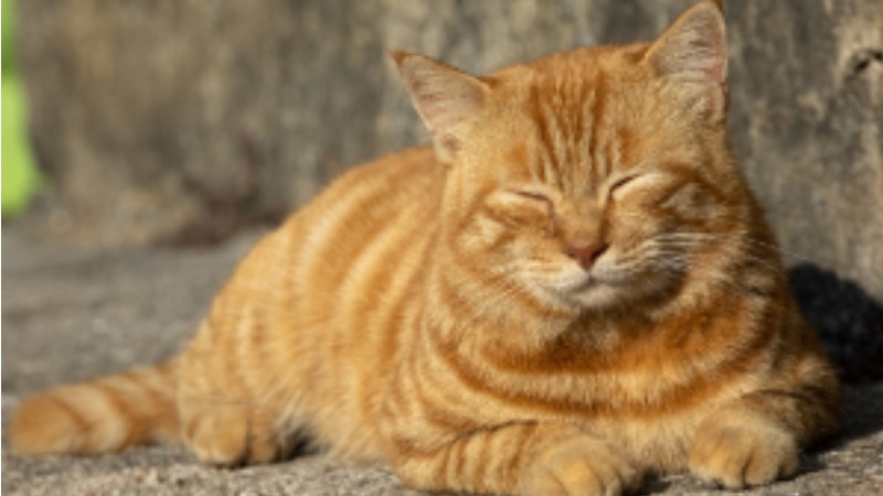 30張「搞笑野生動物攝影獎」爆笑得獎照　北極熊做瑜珈太可愛啦❤