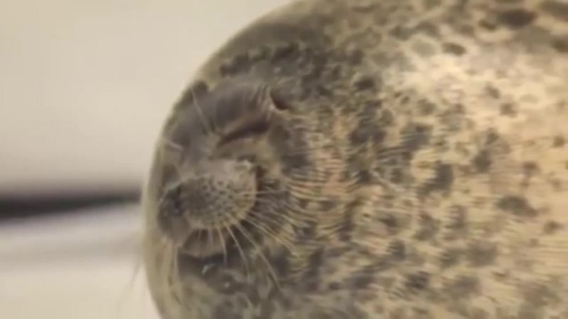 【歡笑一籮籮】海狗的日常~超療癒