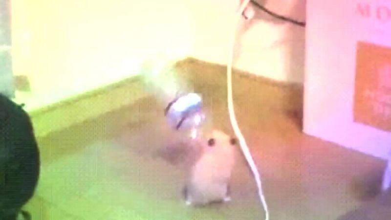 【歡笑一籮籮】倉鼠說開派對！！！