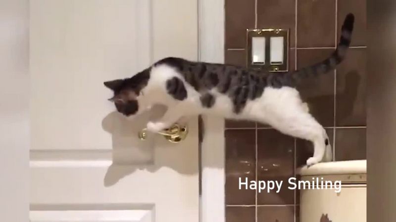 【歡笑一籮籮】搞笑影片大合集-動物篇【不要笑↖不要笑↘不要笑↗不要笑↙】