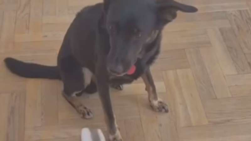 [搞笑]動物們試下再偷食~後果