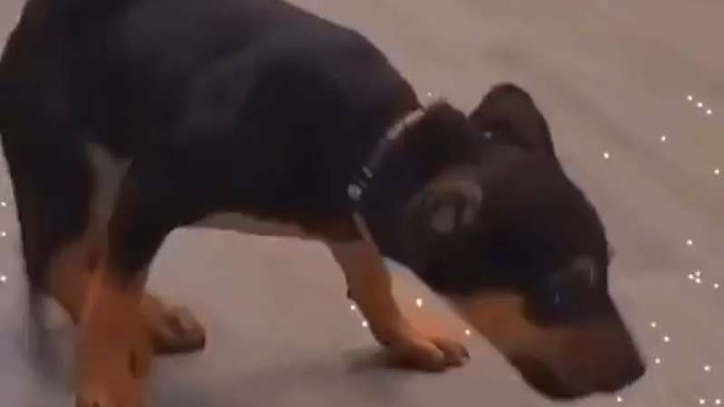 開心的小狗-蹦~蹦~跳