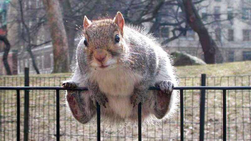 一系列「把自己吃成球」的肥嘟嘟松鼠　偷啃糧食「被抓包當沒看到」根本卡比獸