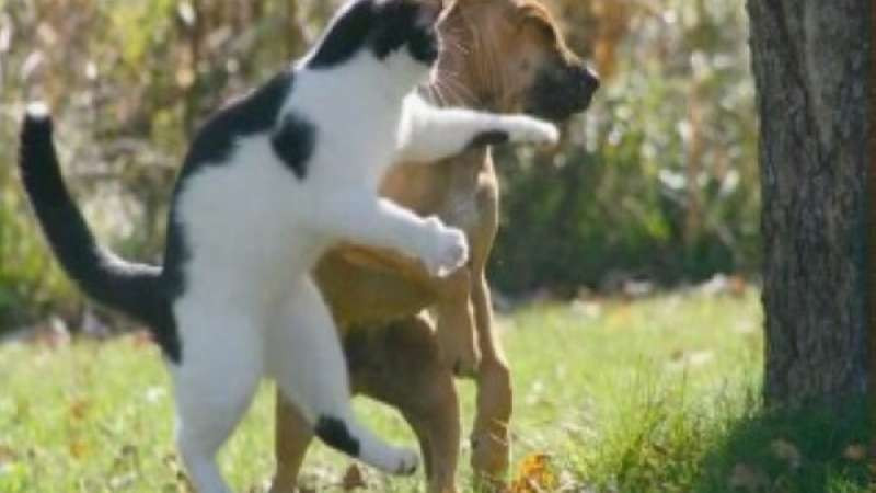 【抖音/TikTok】高人氣搞笑~貓咪-狗狗影片